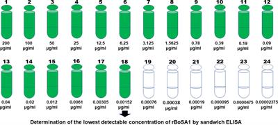 Babesia ovis secreted antigen-1 is a diagnostic marker during the active Babesia ovis infections in sheep